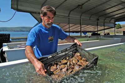 man with a basket of oysters