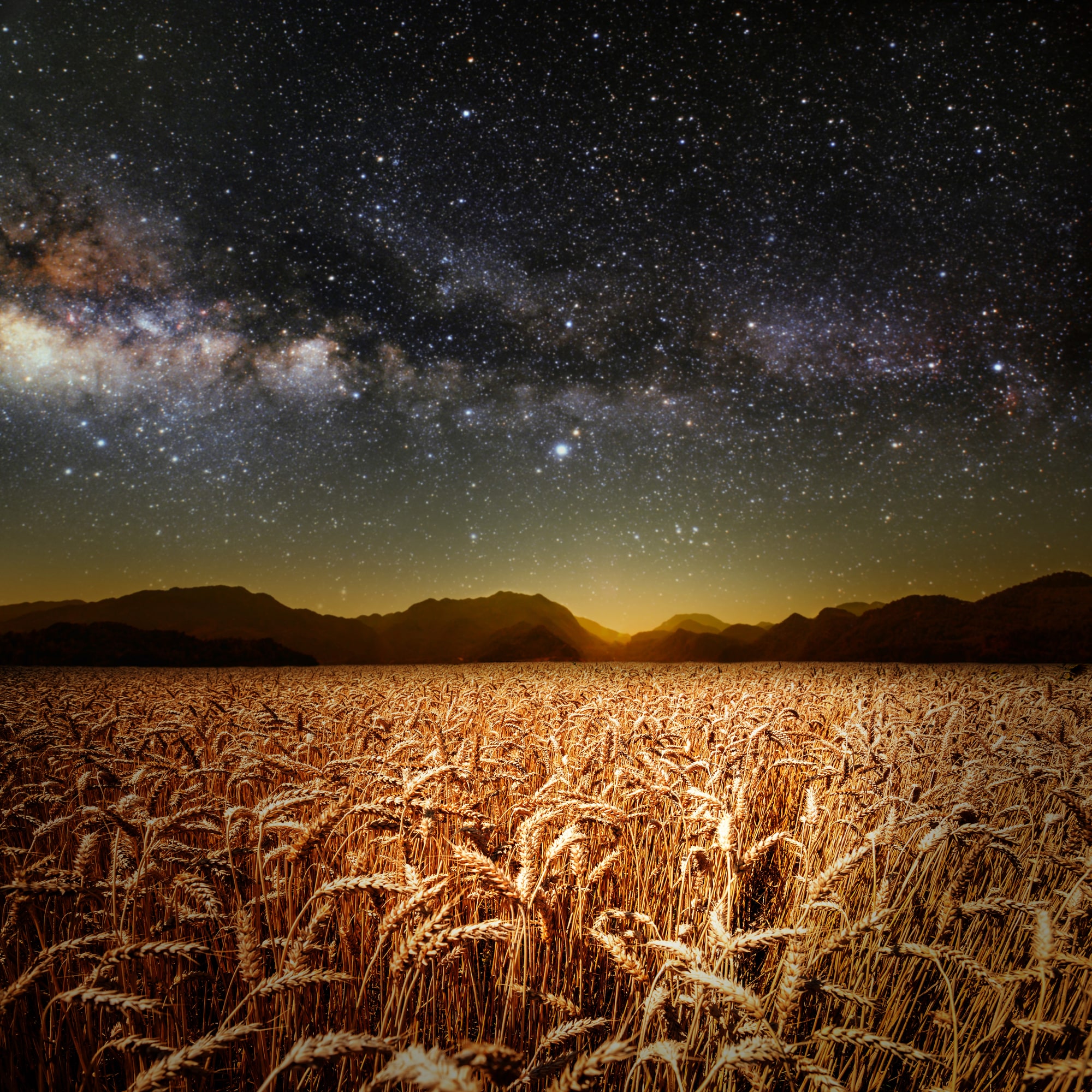 field of grass. meadow wheat under stars sky. Elements of this image furnished by NASA