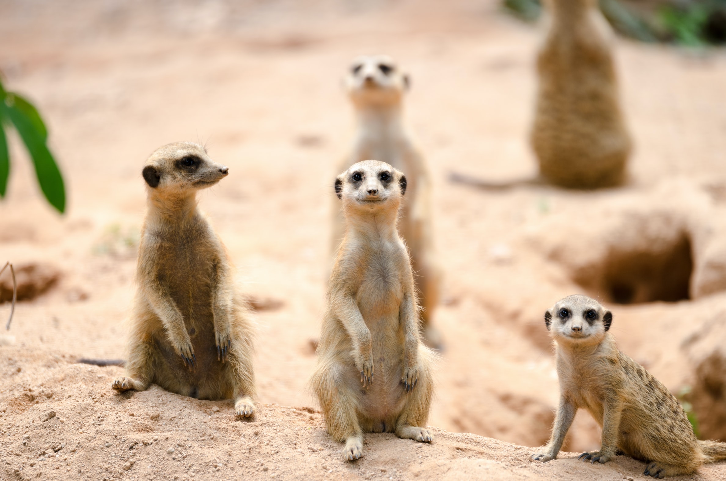 meerkats doing a team building activity