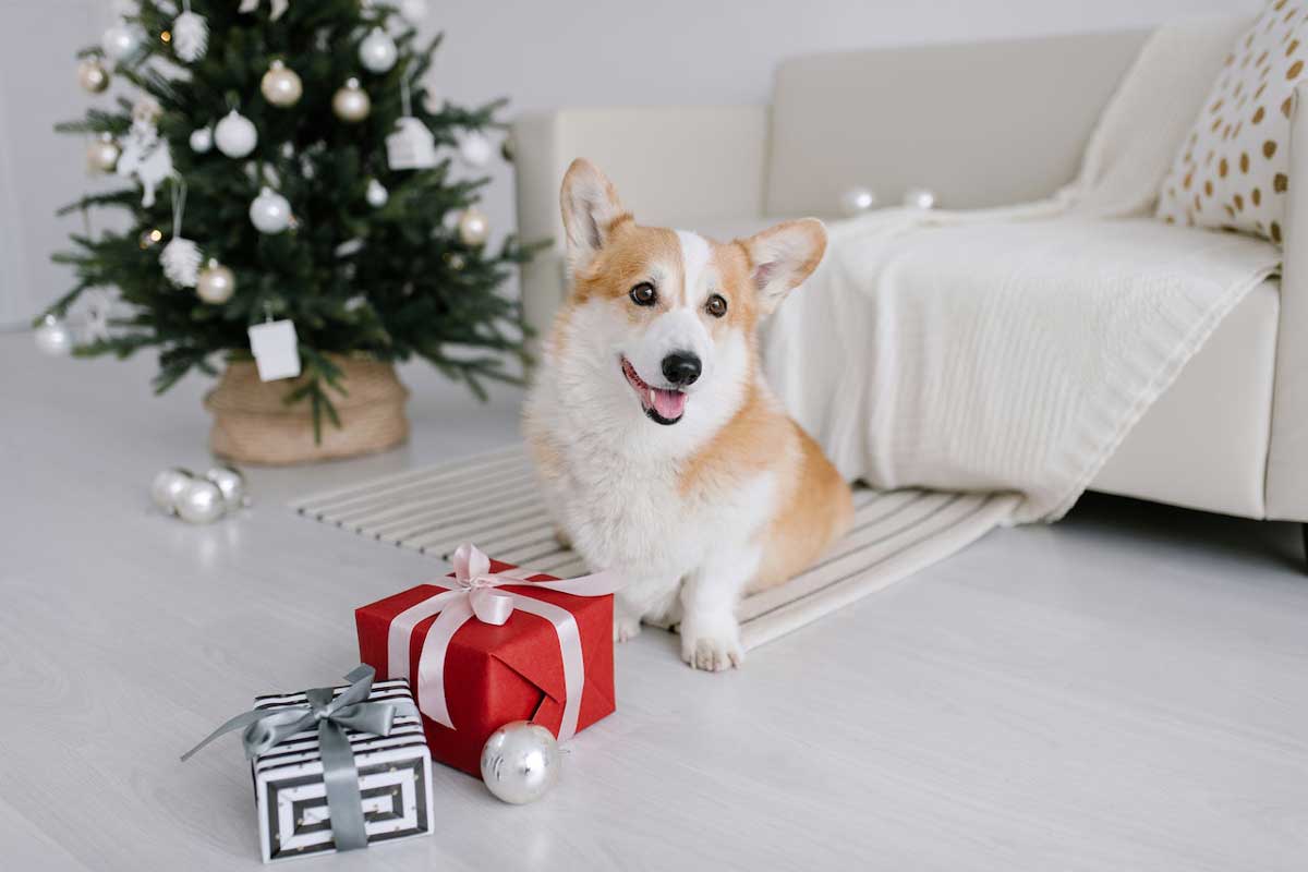 corggy dog with a present