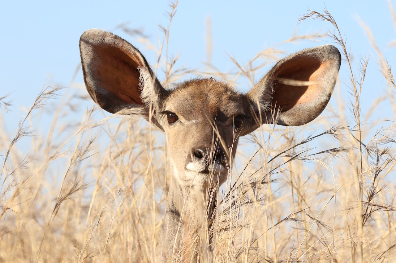 kangaroo ears
