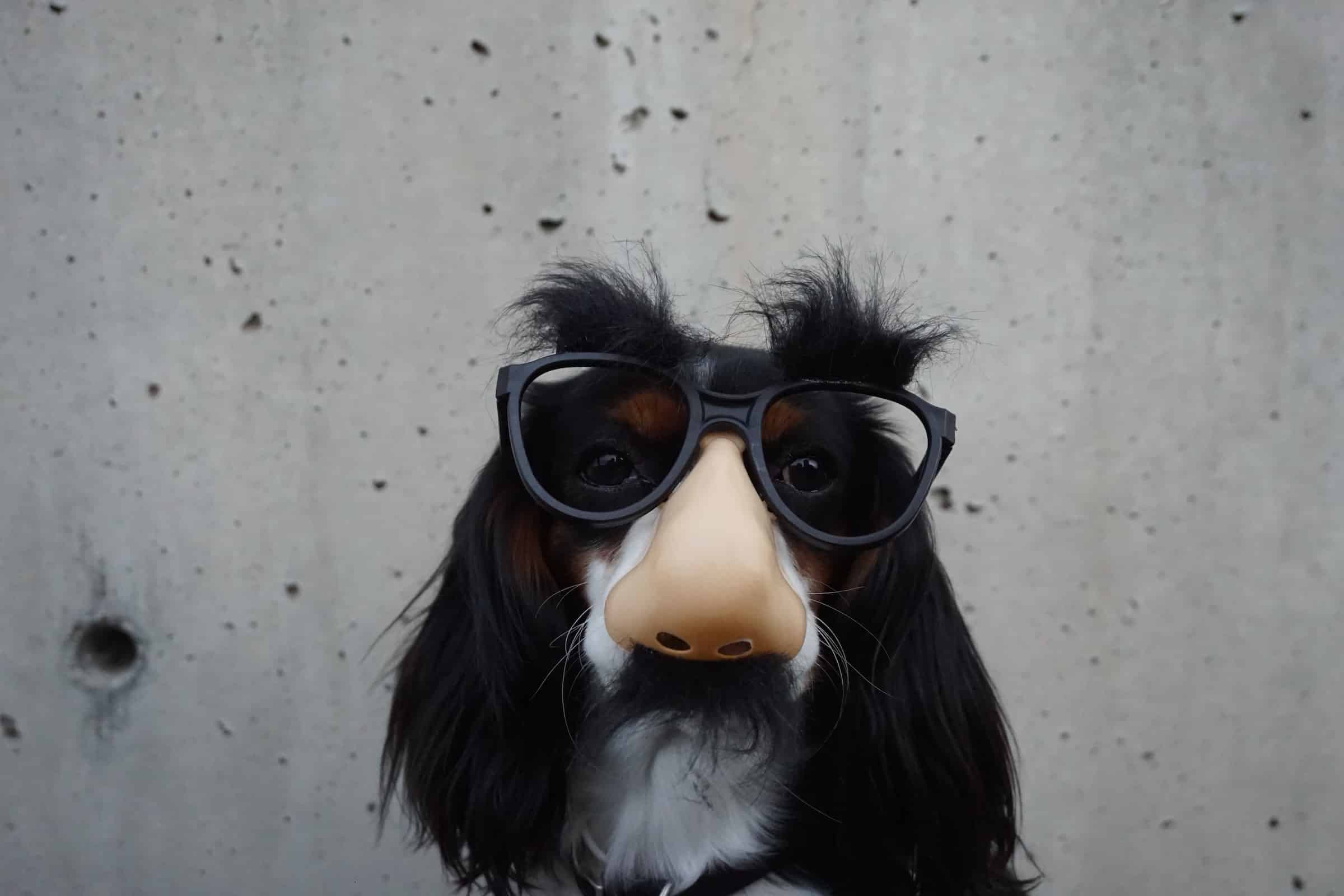 Dog wearing fake glasses and nose
