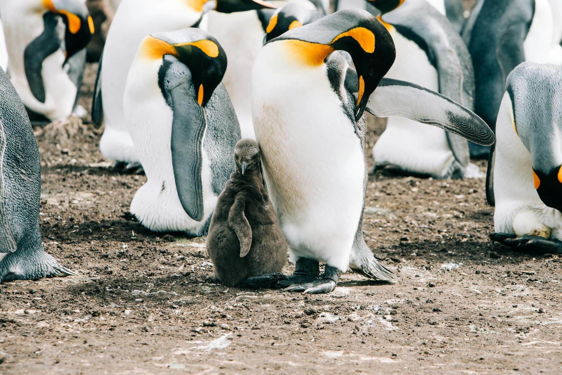 Baby emperor penguin cuddles close to its parent with the rest of the flock in the background.
