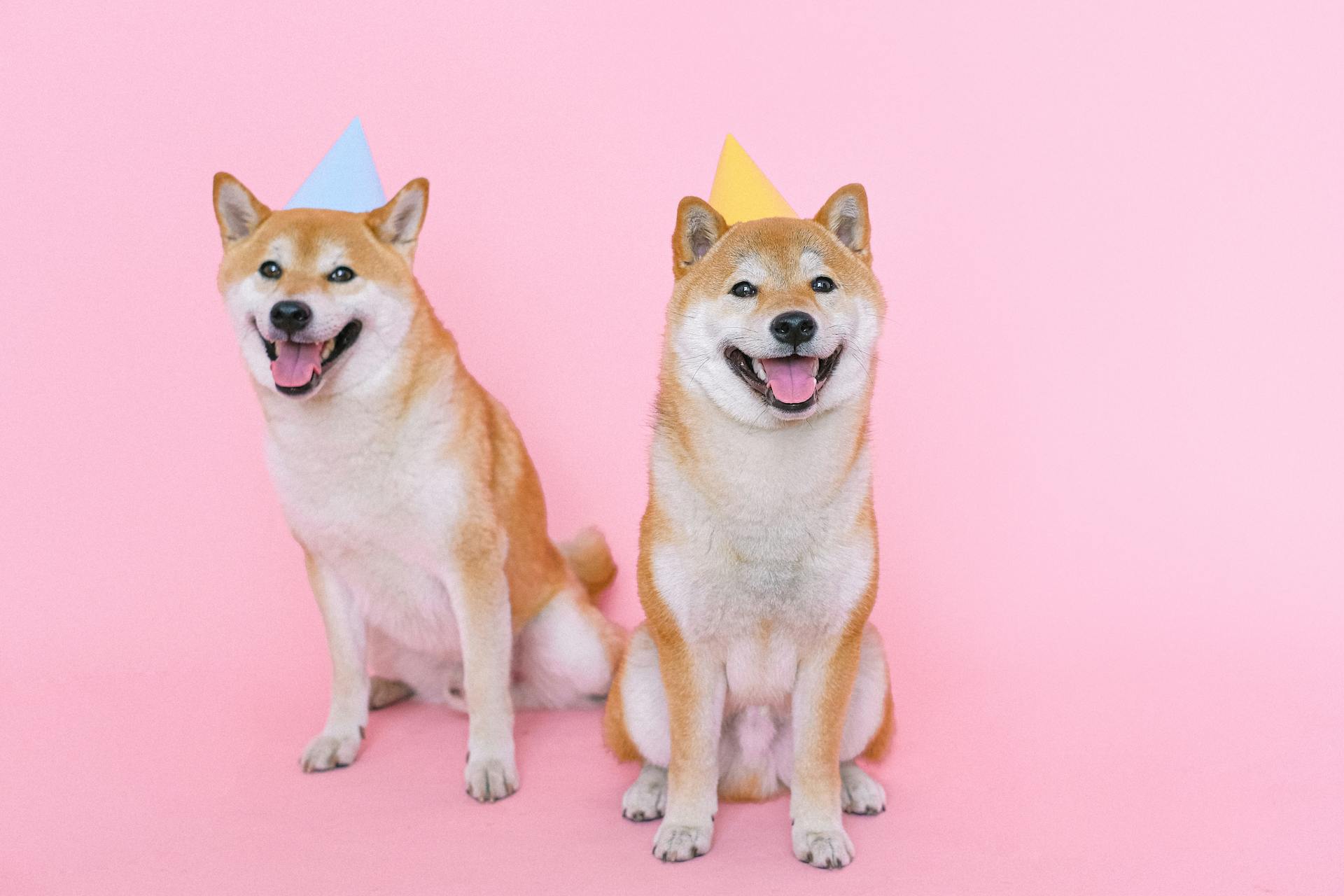 Two shiba dogs in party hats staring happily at the camera.