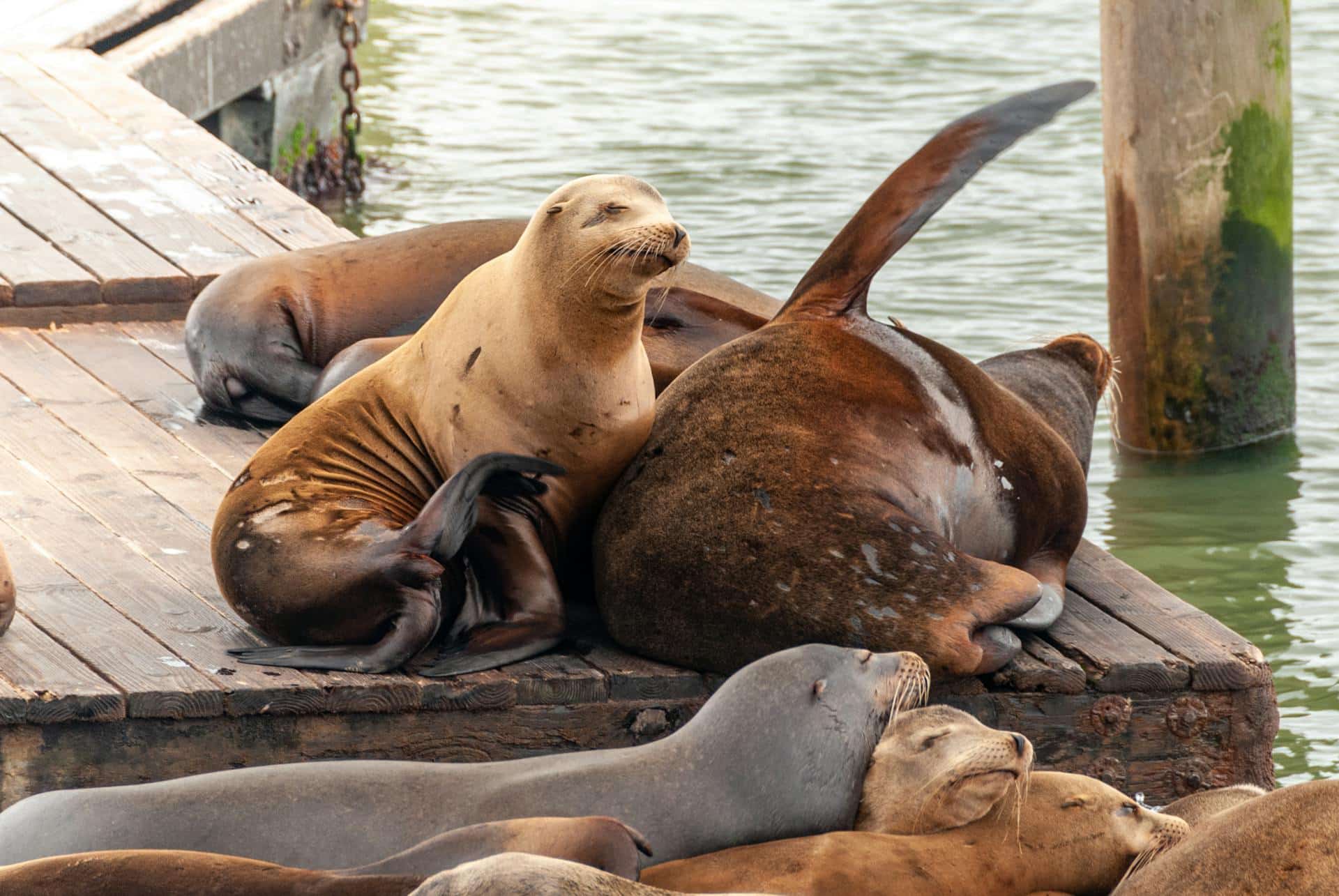 Sleepy sea lions sun themselves on a pier.