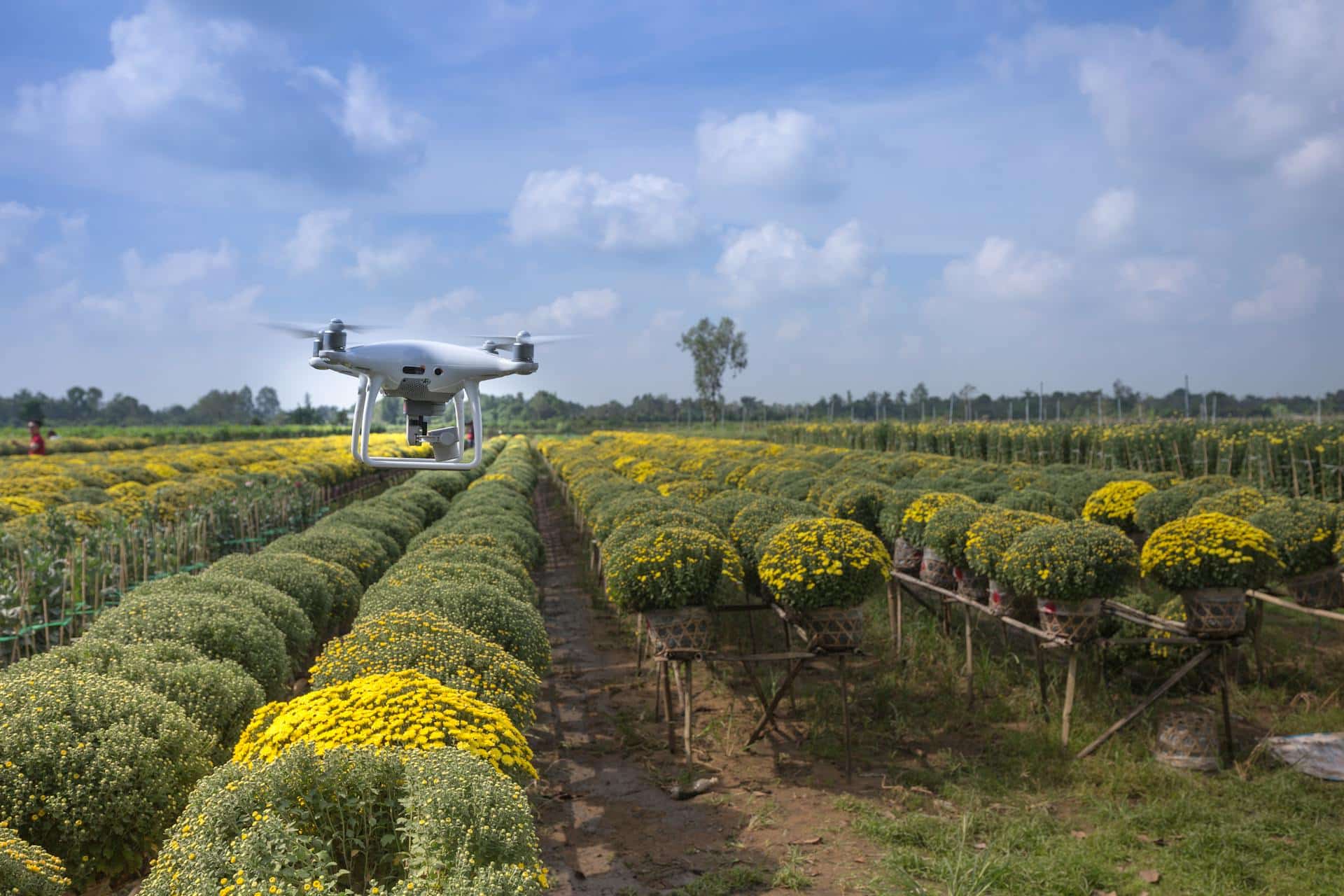 Drone flies over a field of flowers.